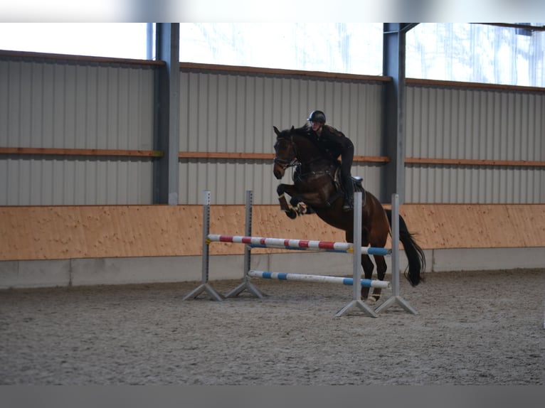 Hanovrien Hongre 5 Ans 169 cm Bai in Moers