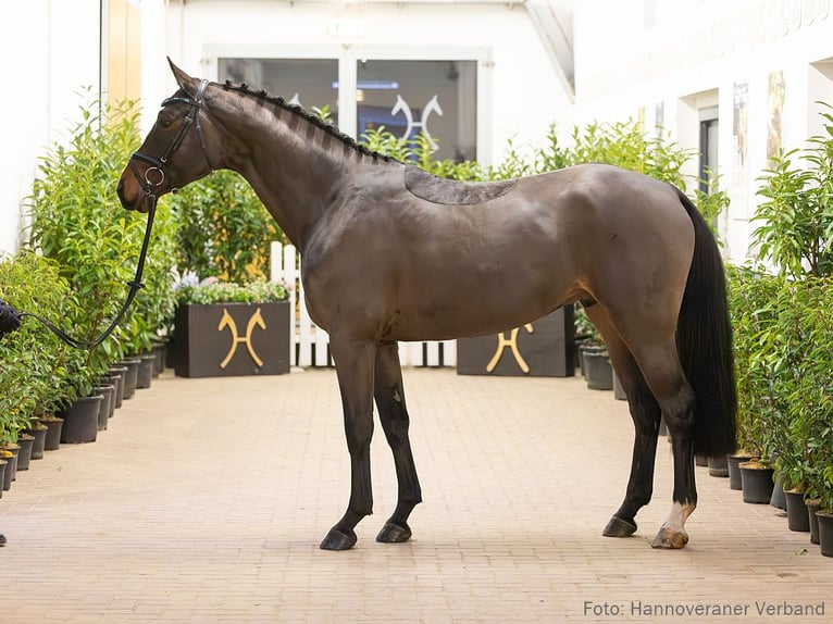 Hanovrien Hongre 5 Ans 169 cm Bai in Verden