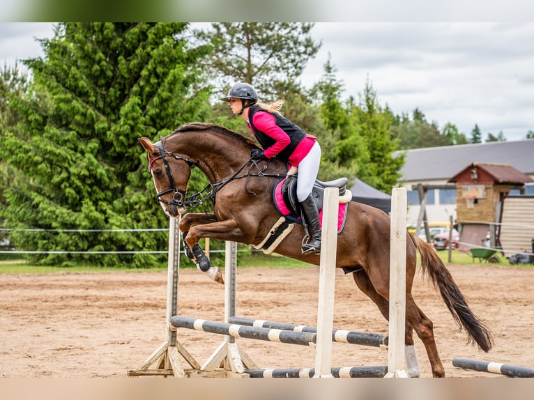 Hanovrien Hongre 5 Ans 170 cm Alezan brûlé in Blankenfelde