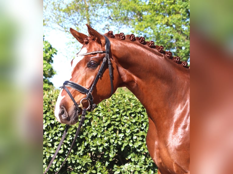 Hanovrien Hongre 5 Ans 170 cm Alezan in Selsingen