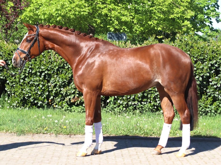 Hanovrien Hongre 5 Ans 170 cm Alezan in Selsingen