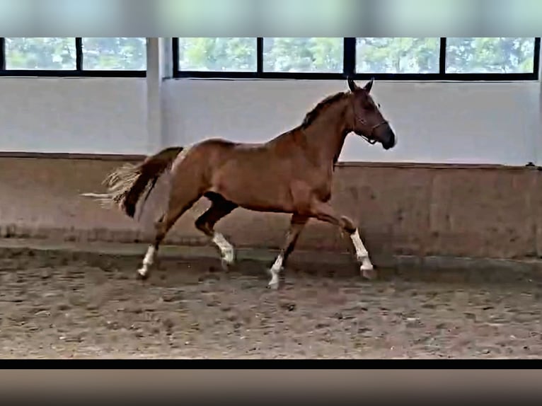 Hanovrien Hongre 5 Ans 170 cm Alezan in Kempen