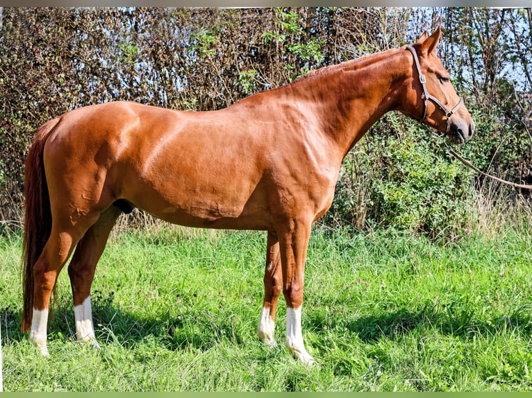 Hanovrien Hongre 5 Ans 170 cm Alezan in Kempen