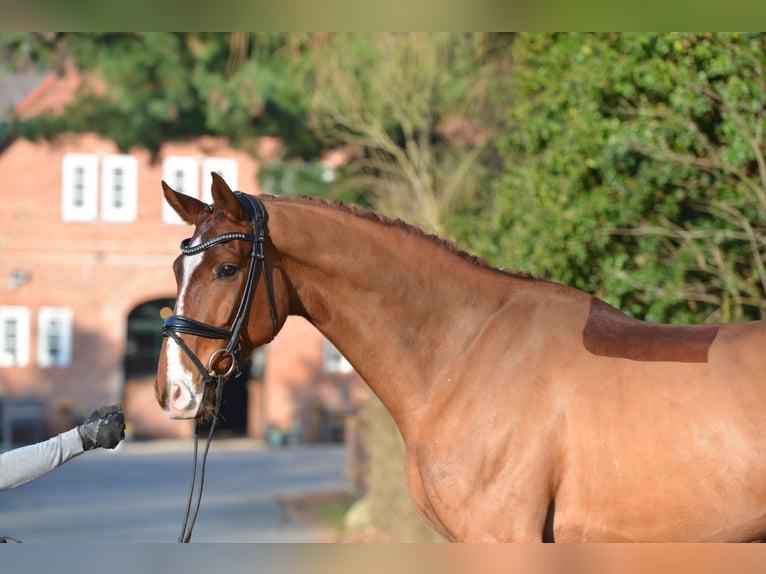 Hanovrien Hongre 5 Ans 170 cm Alezan in Dötlingen