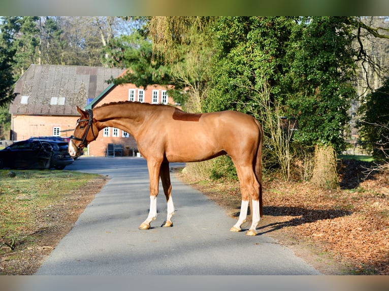Hanovrien Hongre 5 Ans 170 cm Alezan in Dötlingen