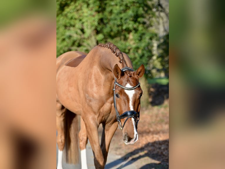 Hanovrien Hongre 5 Ans 170 cm Alezan in Dötlingen