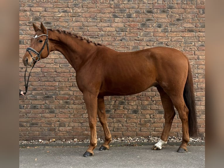Hanovrien Hongre 5 Ans 170 cm Alezan in Niederkassel
