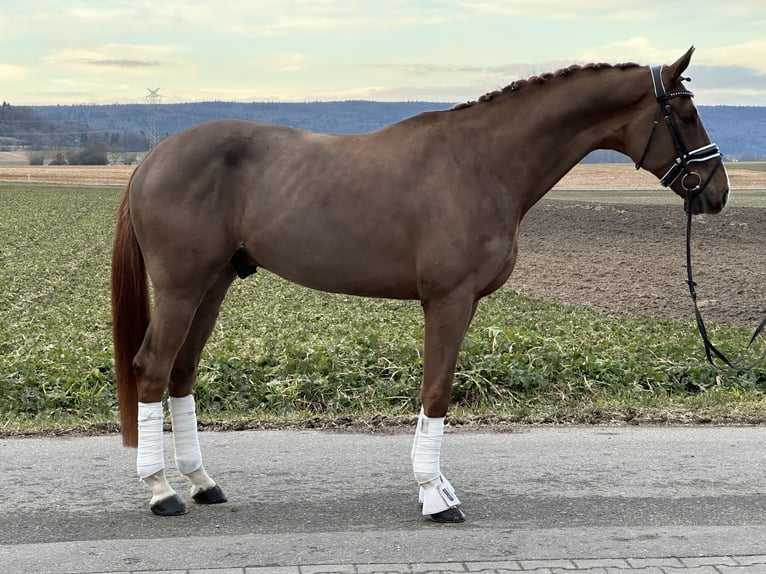 Hanovrien Hongre 5 Ans 170 cm Alezan in Riedlingen