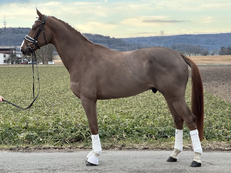 Hanovrien Hongre 5 Ans 170 cm Alezan in Riedlingen