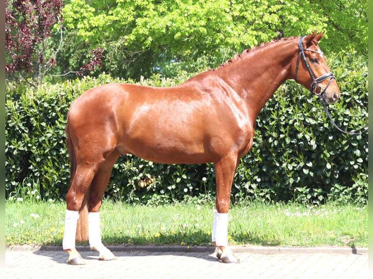 Hanovrien Hongre 5 Ans 170 cm Alezan in Selsingen