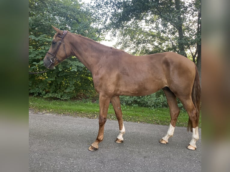 Hanovrien Hongre 5 Ans 170 cm Alezan in Wagenfeld