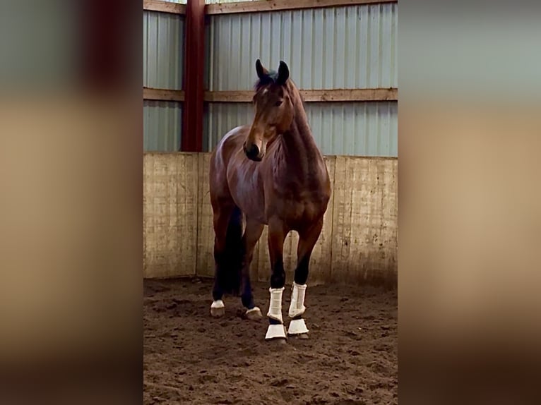 Hanovrien Hongre 5 Ans 170 cm Bai brun in Kirchlinteln