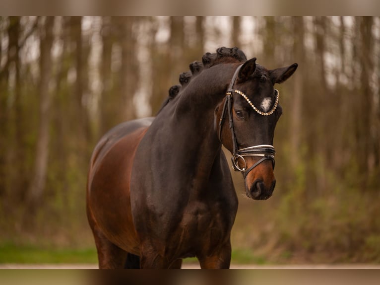 Hanovrien Hongre 5 Ans 170 cm Bai brun in Wehringen