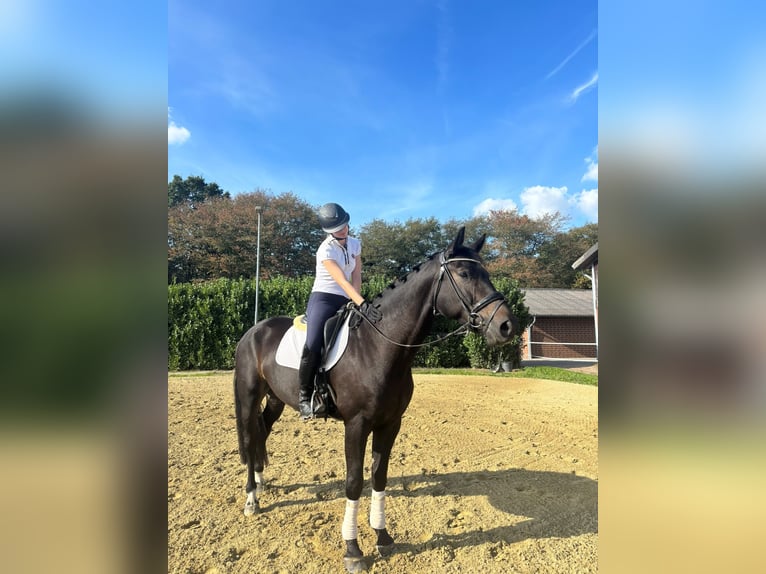 Hanovrien Hongre 5 Ans 170 cm Bai brun in Kevelaer