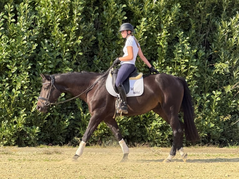 Hanovrien Hongre 5 Ans 170 cm Bai brun in Kevelaer