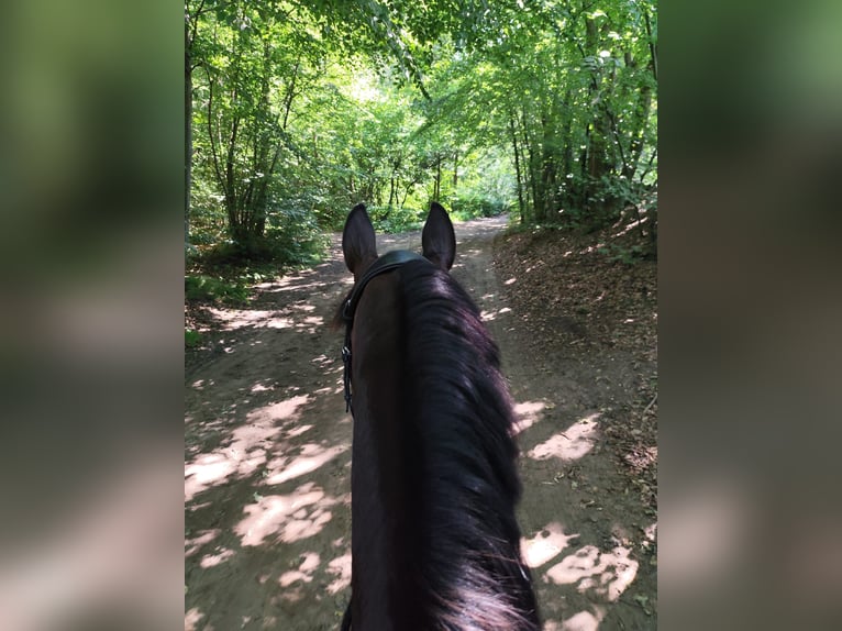 Hanovrien Hongre 5 Ans 170 cm Bai brun in Marlow