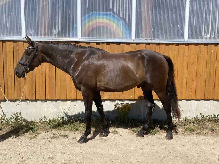 Hanovrien Hongre 5 Ans 170 cm Bai brun in Marlow
