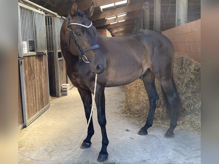 Hanovrien Hongre 5 Ans 170 cm Bai brun in Marlow