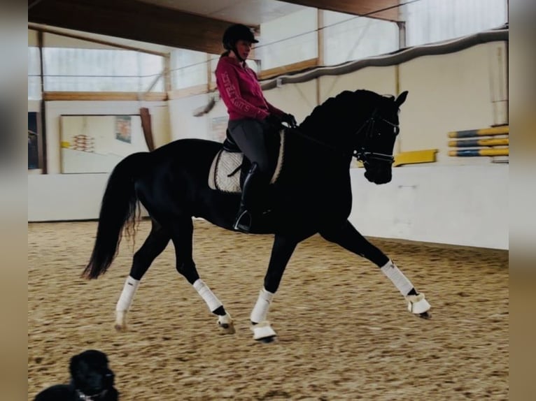 Hanovrien Hongre 5 Ans 170 cm Bai brun in Sottrum