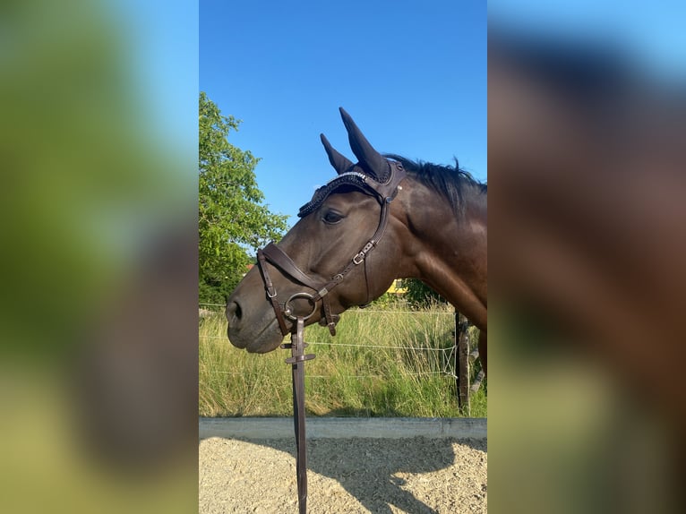 Hanovrien Hongre 5 Ans 170 cm Bai brun foncé in St. Pölten Hanovrien Hongre 5 Ans 170 cm Bai brun foncé in St. Pölten