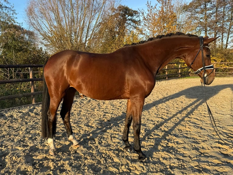 Hanovrien Hongre 5 Ans 170 cm Bai in Hamm