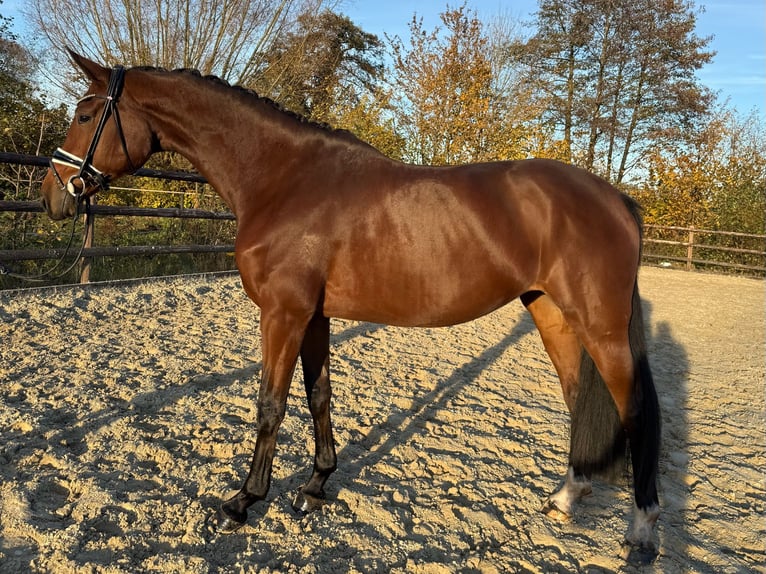 Hanovrien Hongre 5 Ans 170 cm Bai in Hamm