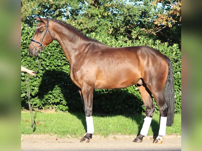 Hanovrien Hongre 5 Ans 170 cm Bai in Selsingen