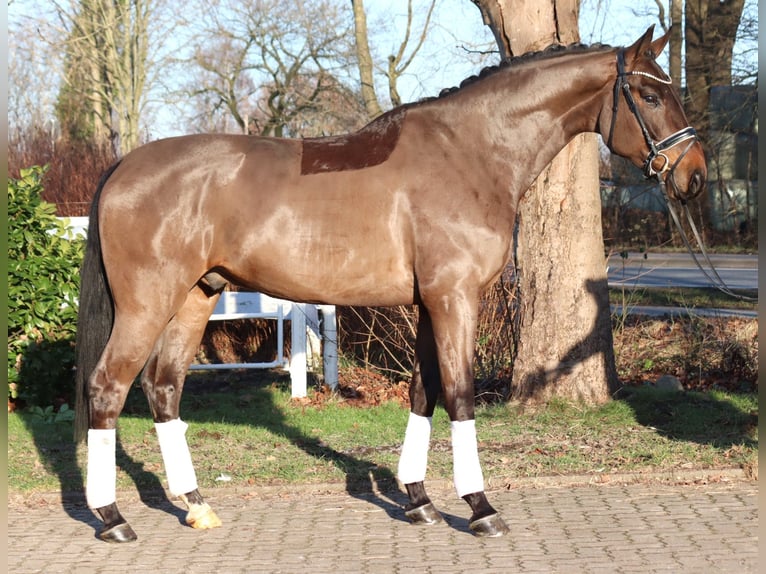 Hanovrien Hongre 5 Ans 170 cm Bai in Selsingen