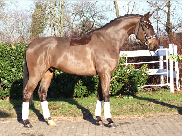 Hanovrien Hongre 5 Ans 170 cm Bai in Selsingen