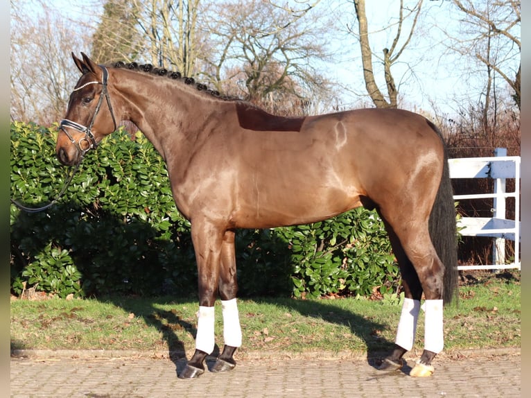 Hanovrien Hongre 5 Ans 170 cm Bai in Selsingen