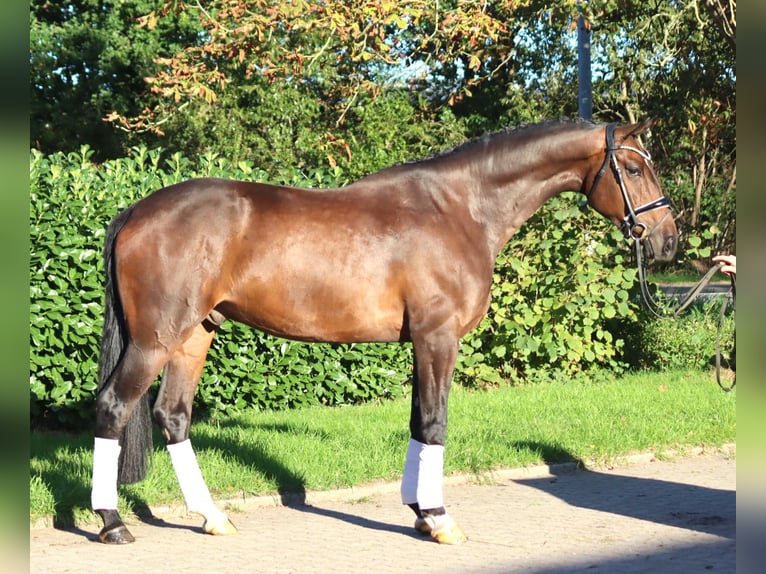 Hanovrien Hongre 5 Ans 170 cm Bai in Selsingen