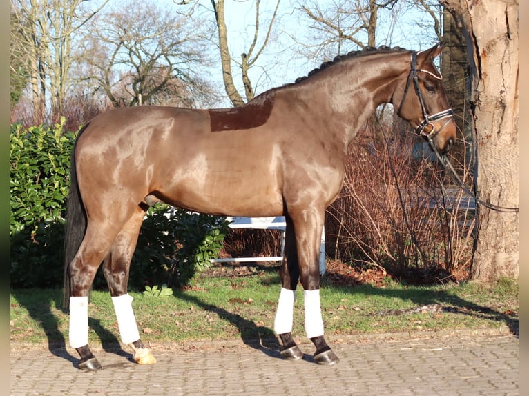 Hanovrien Hongre 5 Ans 170 cm Bai in Selsingen