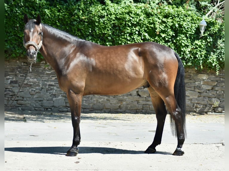 Hanovrien Hongre 5 Ans 170 cm Bai in Ratingen