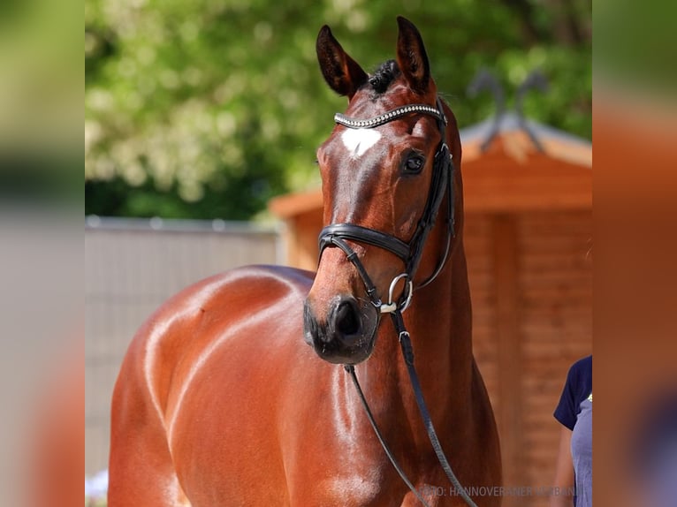Hanovrien Hongre 5 Ans 170 cm Bai in Verden