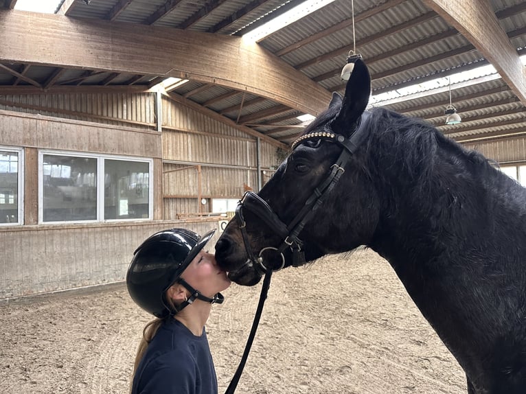 Hanovrien Hongre 5 Ans 170 cm Noir in Fleckeby