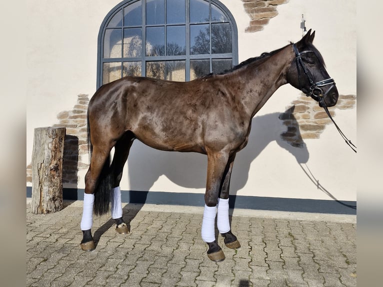 Hanovrien Hongre 5 Ans 170 cm Noir in Hagen
