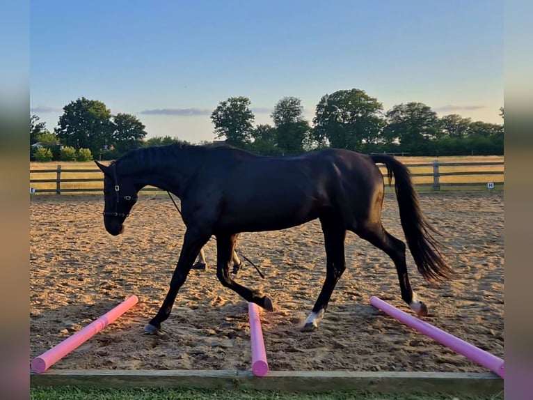Hanovrien Hongre 5 Ans 170 cm Noir in Bröthen
