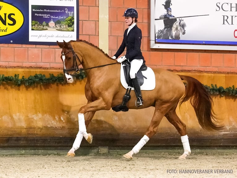 Hanovrien Hongre 5 Ans 171 cm Alezan in Verden