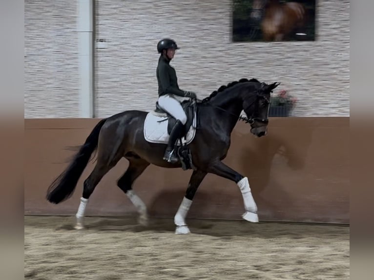 Hanovrien Hongre 5 Ans 171 cm Bai brun foncé in Wehringen