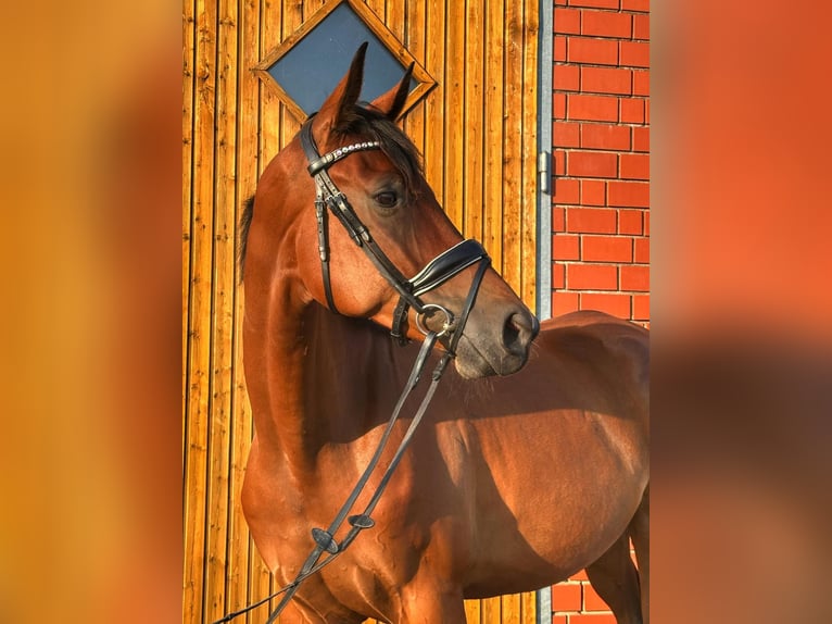 Hanovrien Hongre 5 Ans 171 cm Bai in Sauensiek