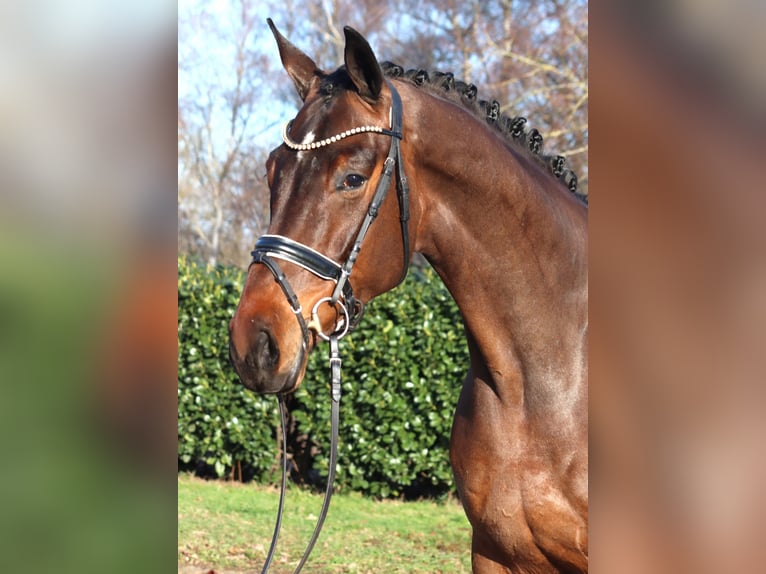 Hanovrien Hongre 5 Ans 171 cm Bai in Selsingen