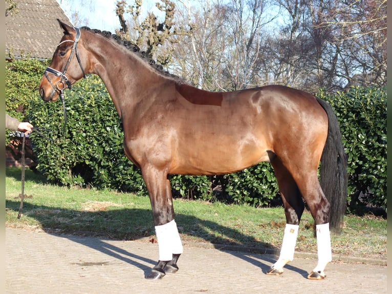 Hanovrien Hongre 5 Ans 171 cm Bai in Selsingen