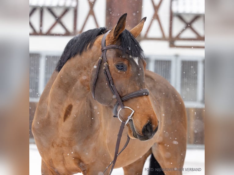 Hanovrien Hongre 5 Ans 171 cm Bai in Verden