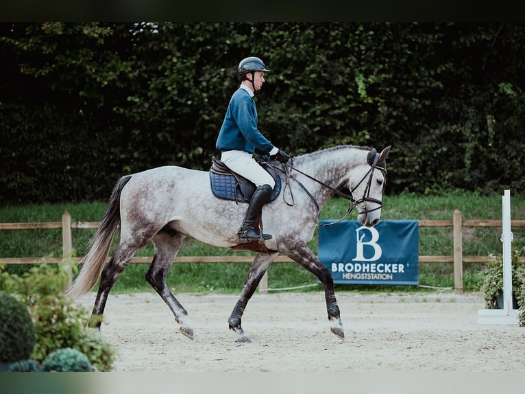 Hanovrien Hongre 5 Ans 171 cm Gris in Riedstadt
