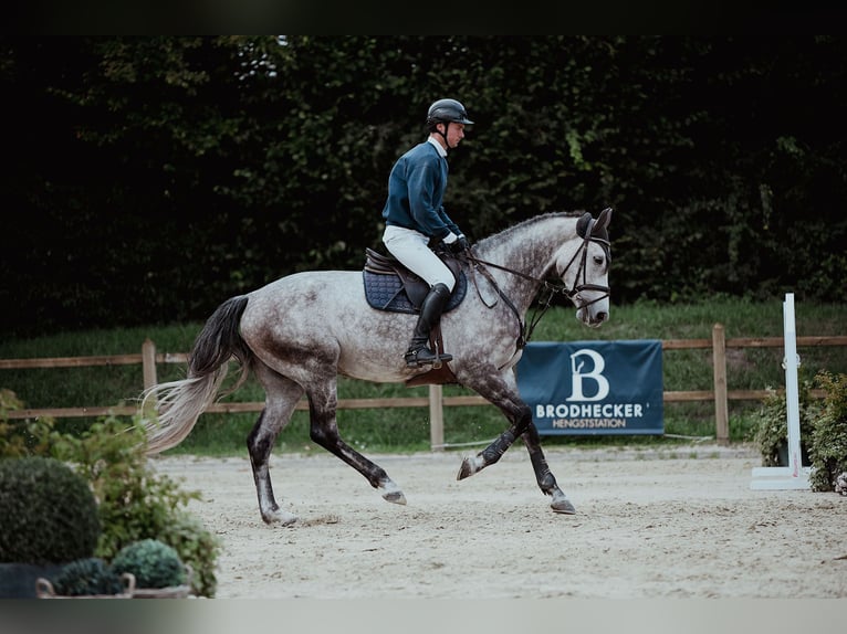 Hanovrien Hongre 5 Ans 171 cm Gris in Riedstadt