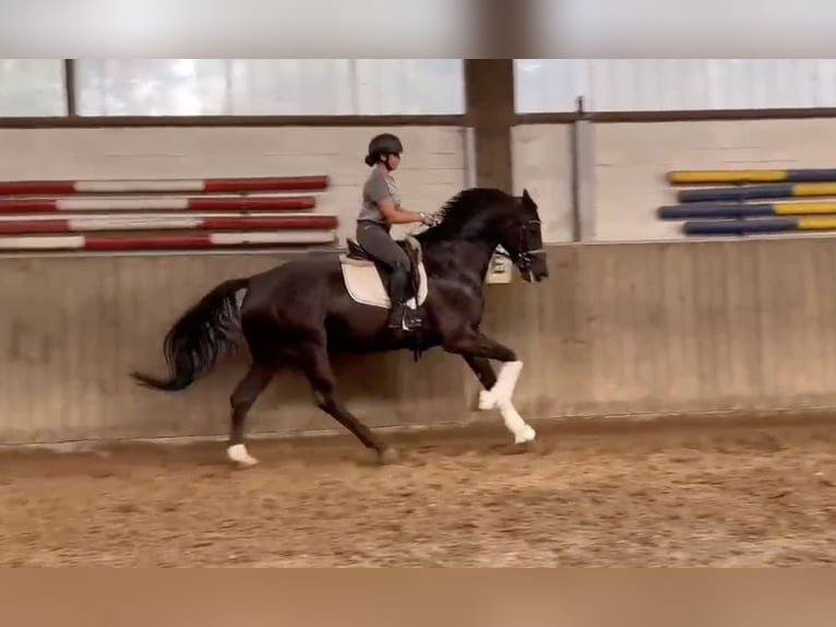 Hanovrien Hongre 5 Ans 171 cm Noir in Verden (Aller)