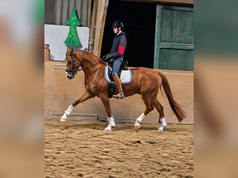Hanovrien Hongre 5 Ans 172 cm Alezan in Krefeld