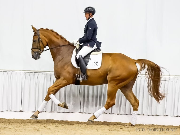 Hanovrien Hongre 5 Ans 172 cm Alezan in Verden