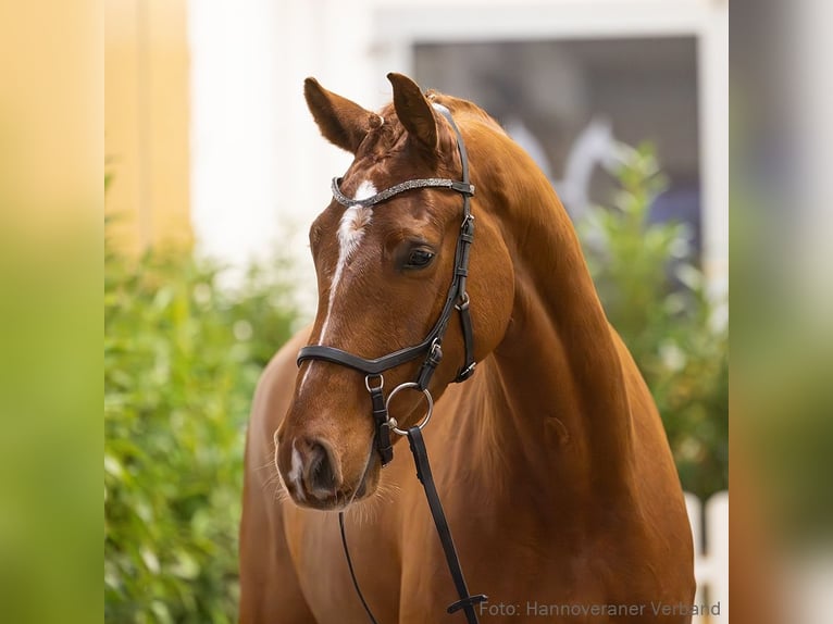 Hanovrien Hongre 5 Ans 172 cm Alezan in Verden