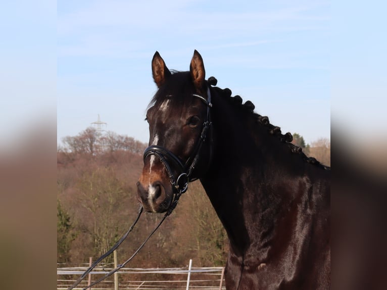 Hanovrien Hongre 5 Ans 172 cm Bai in Burscheid